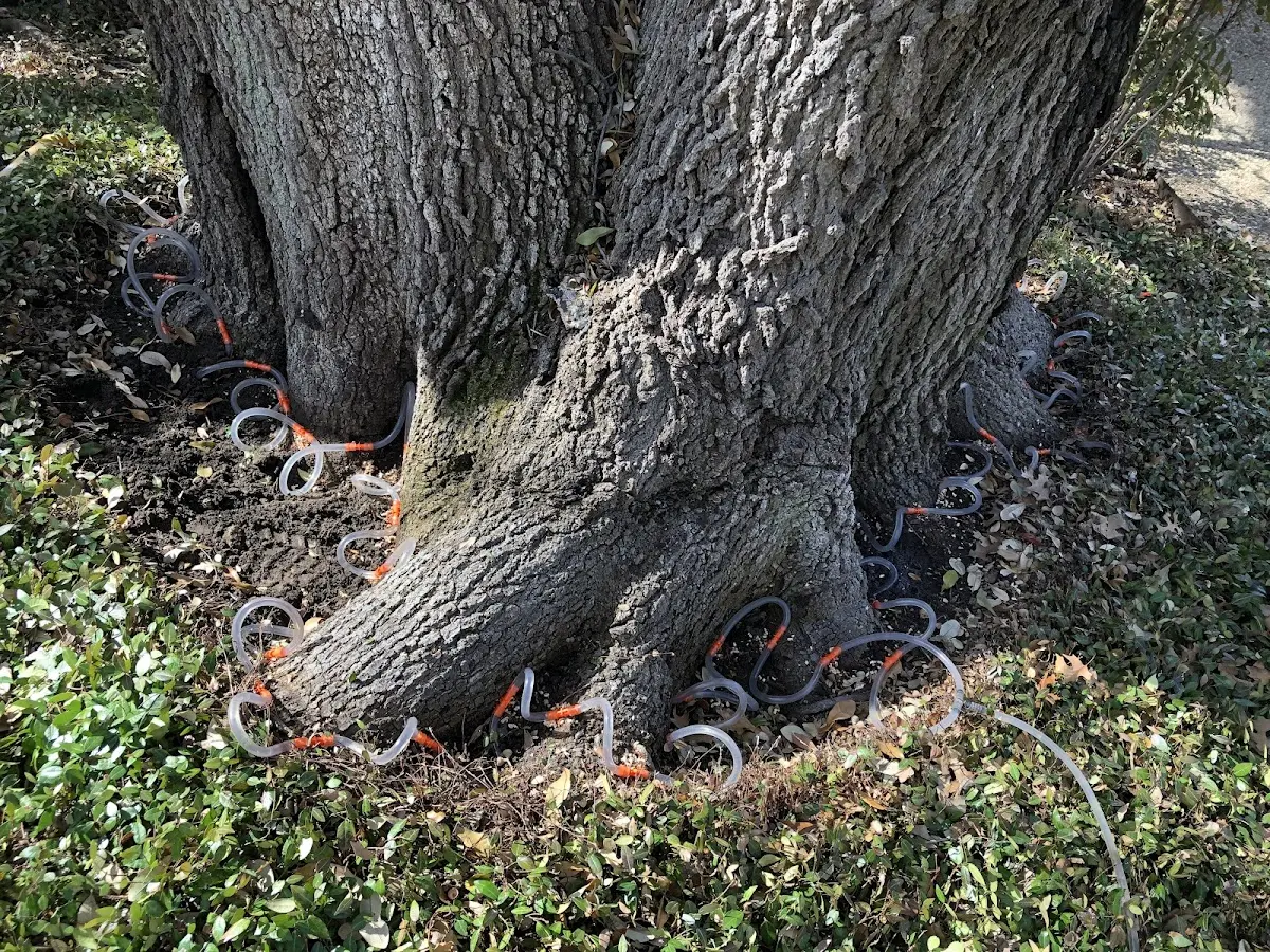Detailed Tree Cabling and Bracing job site in Milan